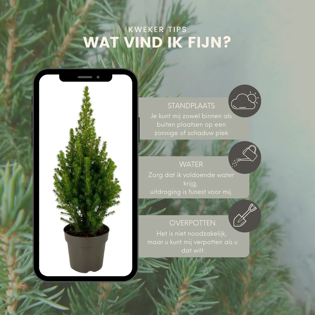 Kanadische Fichte 'Perfecta' 2er-Set (Picea glauca) – winterhartes Nadelgehölz, Topf-Ø 40 cm