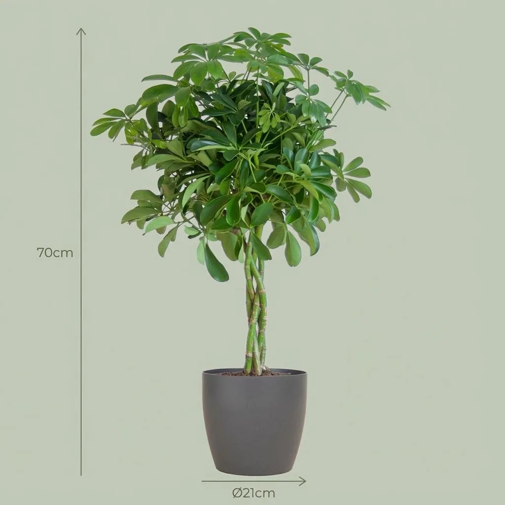 Strahlenaralie 'Arab Nora' (Schefflera) – pflegeleichte Zimmerpflanze, im grauen Übertopf, Topf-Ø 21 cm, Höhe ca. 70 cm