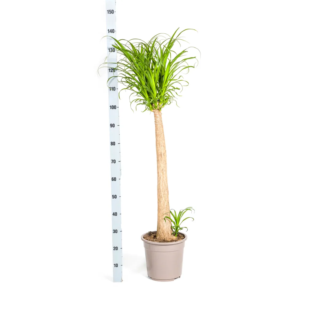 Elefantenfuß 'Stamm' (Beaucarnea recurvata) – pflegeleichte Zimmerpflanze, Topf-Ø 27 cm, Höhe ca. 110–130 cm