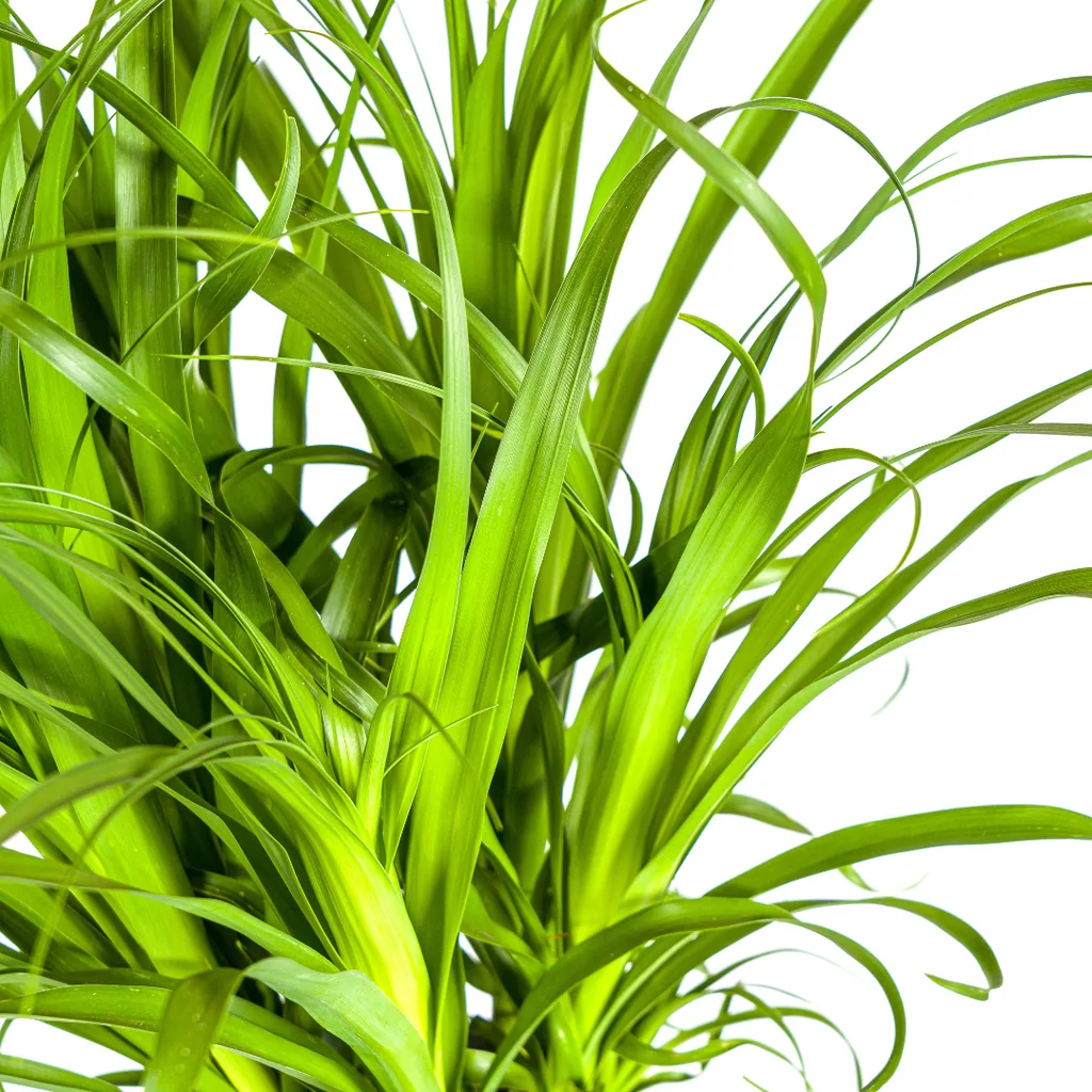 Elefantenfuß 'Stamm' (Beaucarnea recurvata) – pflegeleichte Zimmerpflanze, Topf-Ø 27 cm, Höhe ca. 110–130 cm