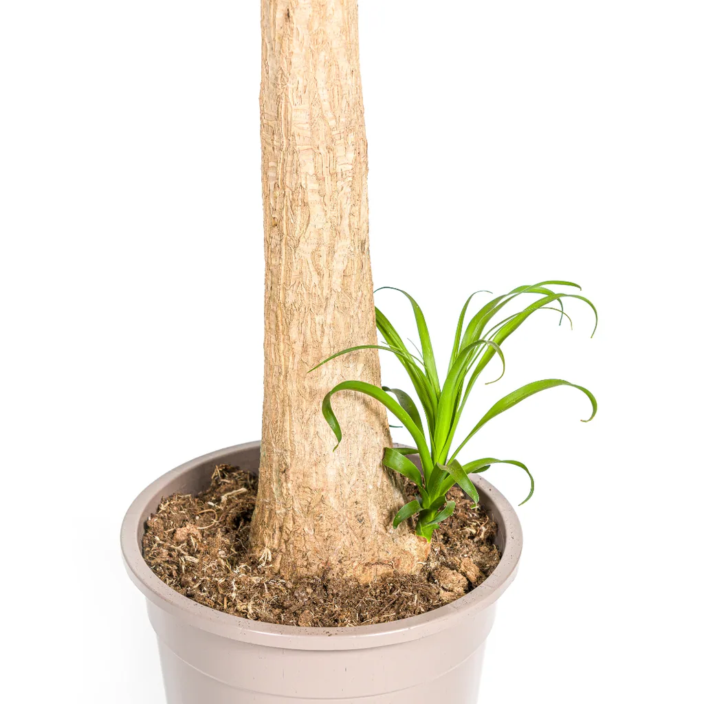 Elefantenfuß 'Stamm' (Beaucarnea recurvata) – pflegeleichte Zimmerpflanze, Topf-Ø 27 cm, Höhe ca. 110–130 cm