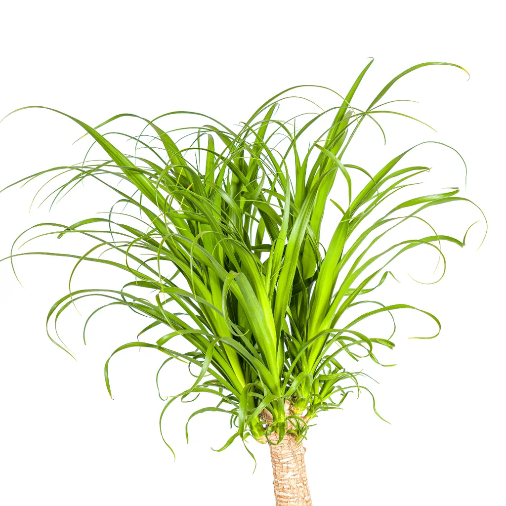 Elefantenfuß 'Stamm' (Beaucarnea recurvata) – pflegeleichte Zimmerpflanze, Topf-Ø 27 cm, Höhe ca. 110–130 cm