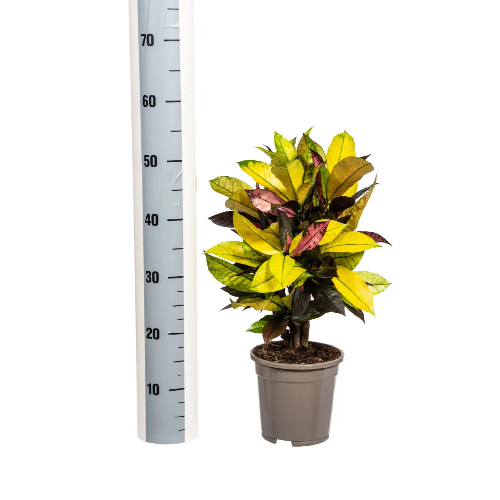 Kroton 'Iceton' (Codiaeum) – pflegeleichte Zimmerpflanze, Topf-Ø 17 cm, Höhe ca. 40–60 cm