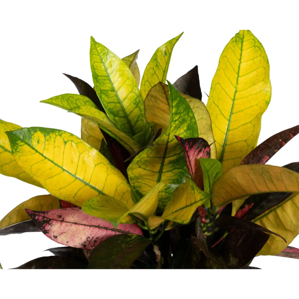 Kroton 'Iceton' (Codiaeum) – pflegeleichte Zimmerpflanze, Topf-Ø 17 cm, Höhe ca. 40–60 cm