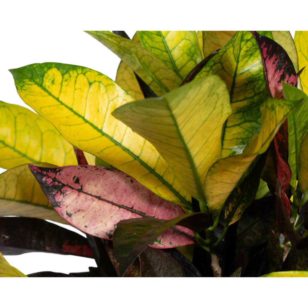Kroton 'Iceton' (Codiaeum) – pflegeleichte Zimmerpflanze, Topf-Ø 17 cm, Höhe ca. 40–60 cm