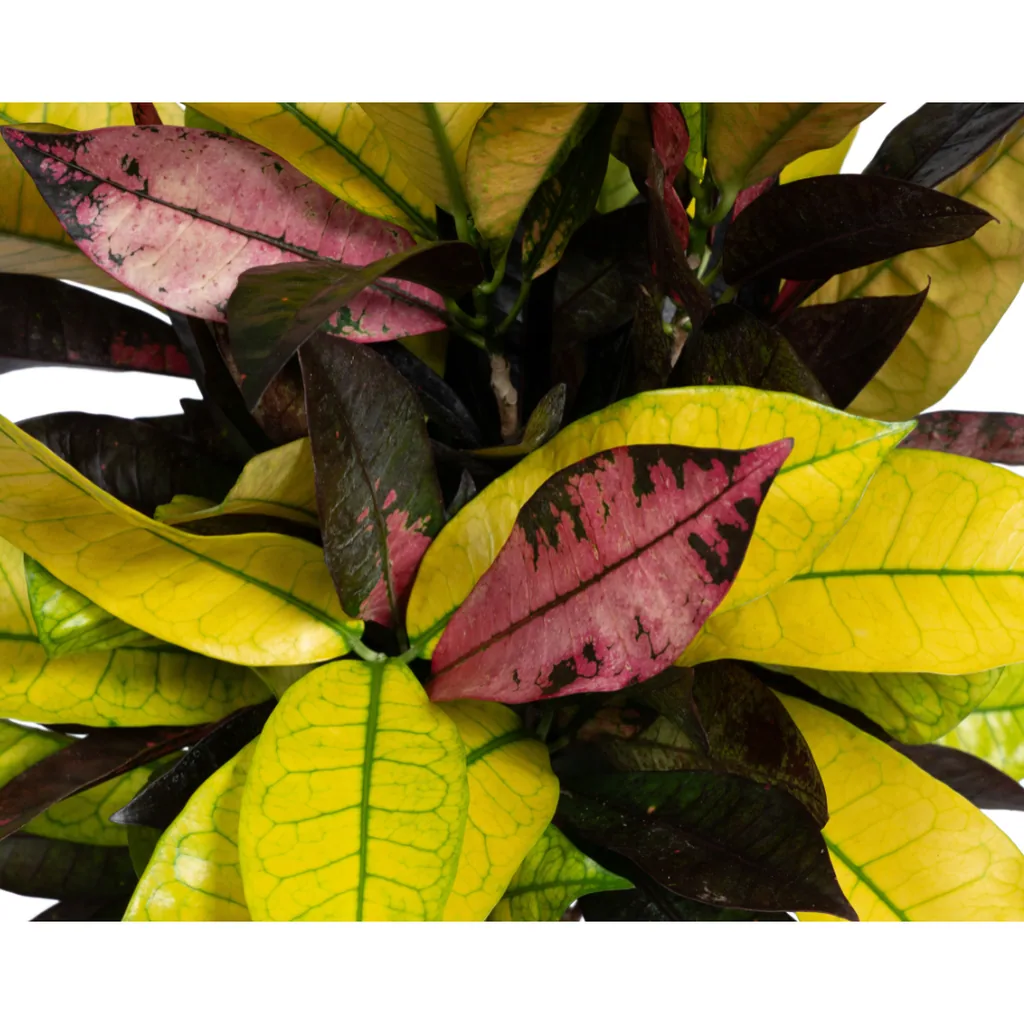 Kroton 'Iceton' (Codiaeum) – pflegeleichte Zimmerpflanze, Topf-Ø 17 cm, Höhe ca. 40–60 cm