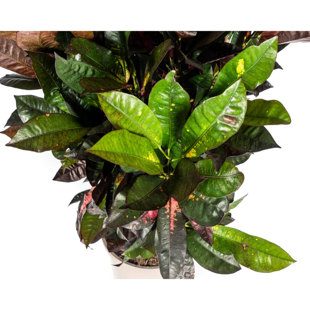 Kroton 'Iceton' (Codiaeum) – pflegeleichte Zimmerpflanze, Topf-Ø 24 cm, Höhe ca. 80–100 cm