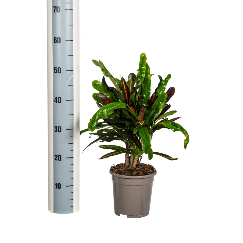 Kroton 'Mamey' (Codiaeum) – pflegeleichte Zimmerpflanze, Topf-Ø 17 cm, Höhe ca. 40–60 cm