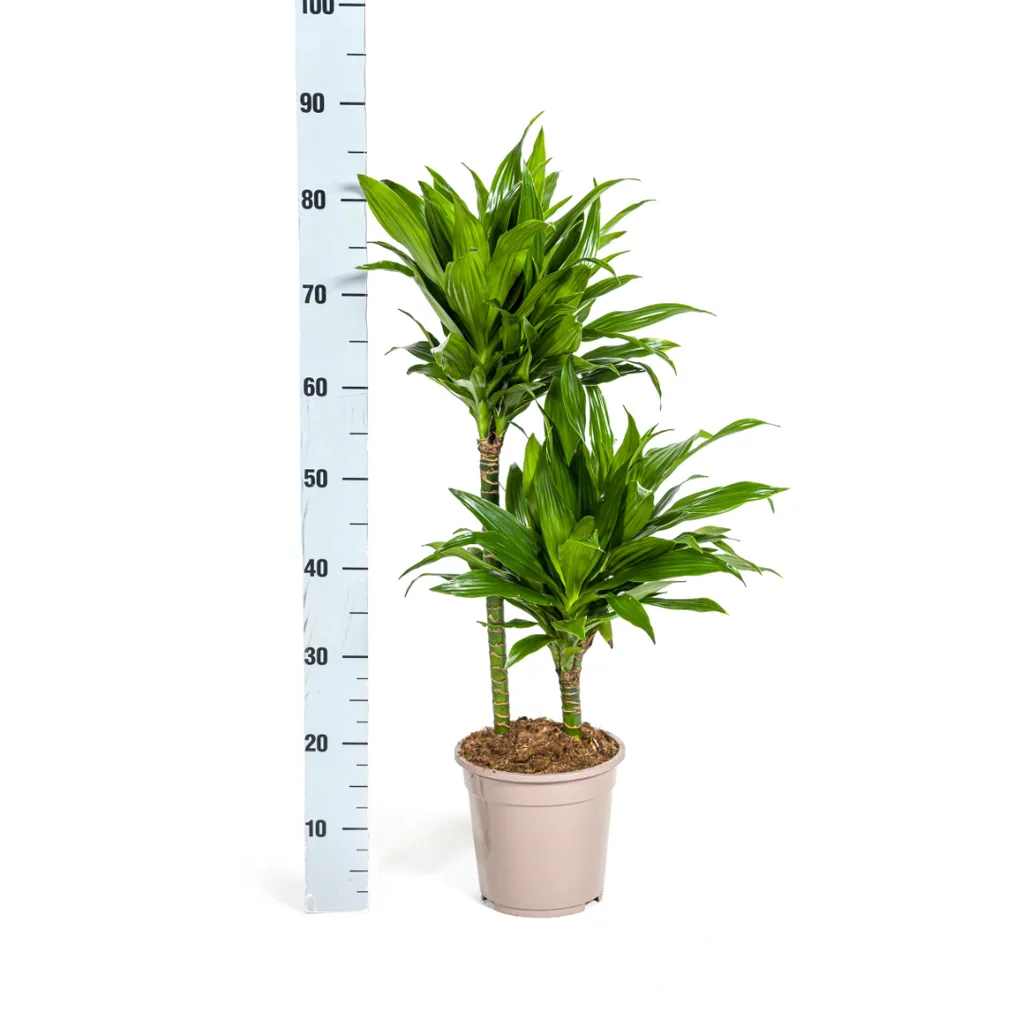 Drachenbaum 'Green Jewel' (Dracaena deremensis) – pflegeleichte Zimmerpflanze, Topf-Ø 19 cm, Höhe ca. 70–90 cm