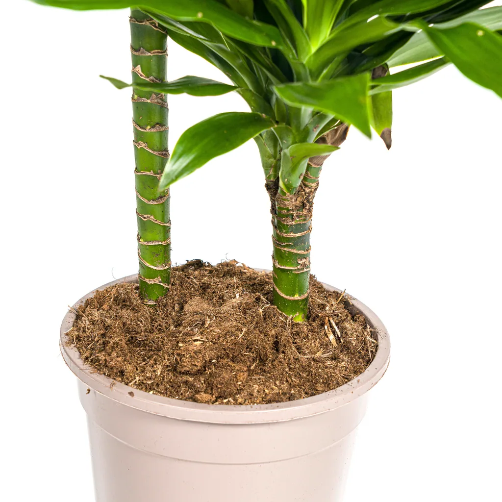 Drachenbaum 'Green Jewel' (Dracaena deremensis) – pflegeleichte Zimmerpflanze, Topf-Ø 19 cm, Höhe ca. 70–90 cm