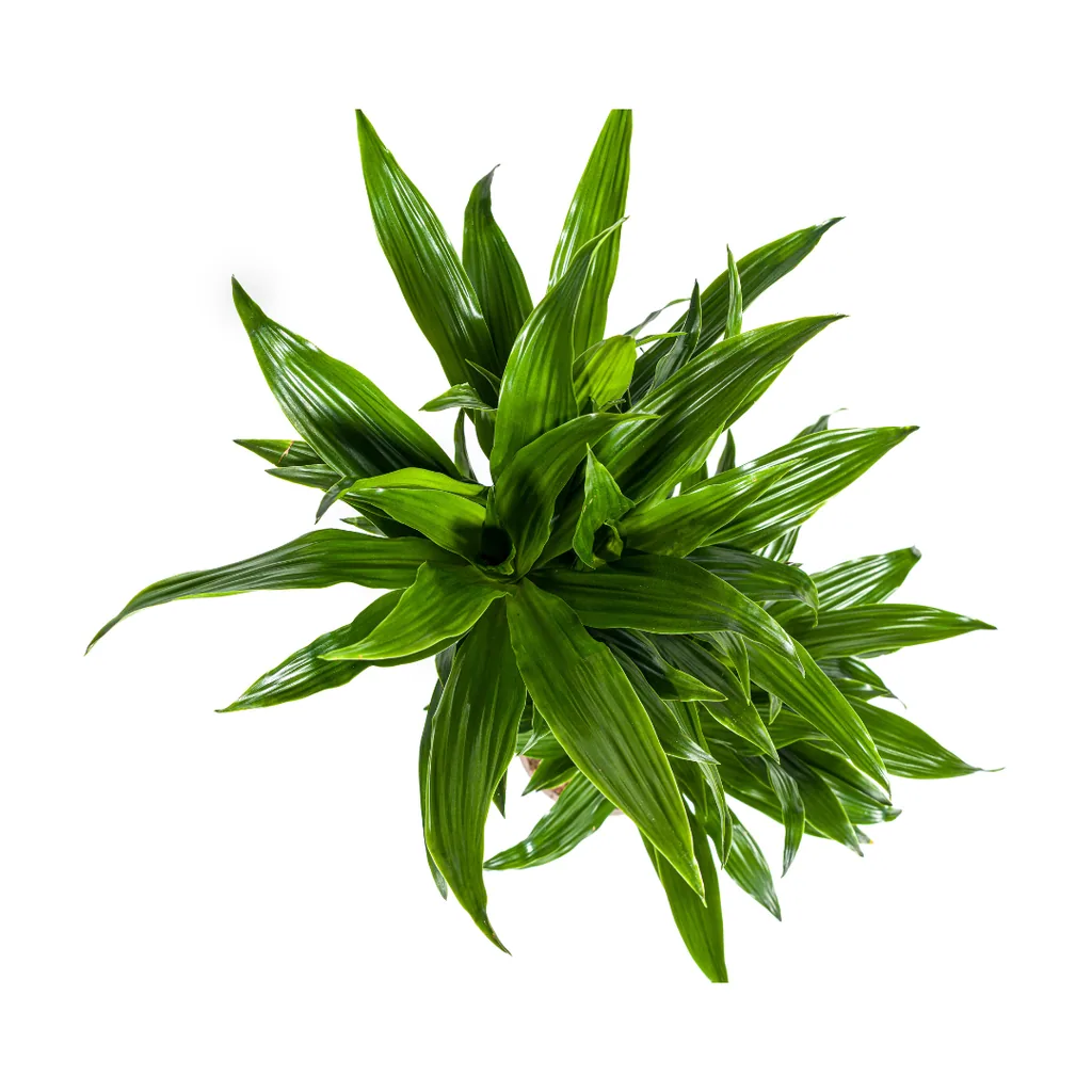Drachenbaum 'Green Jewel' (Dracaena deremensis) – pflegeleichte Zimmerpflanze, Topf-Ø 19 cm, Höhe ca. 70–90 cm