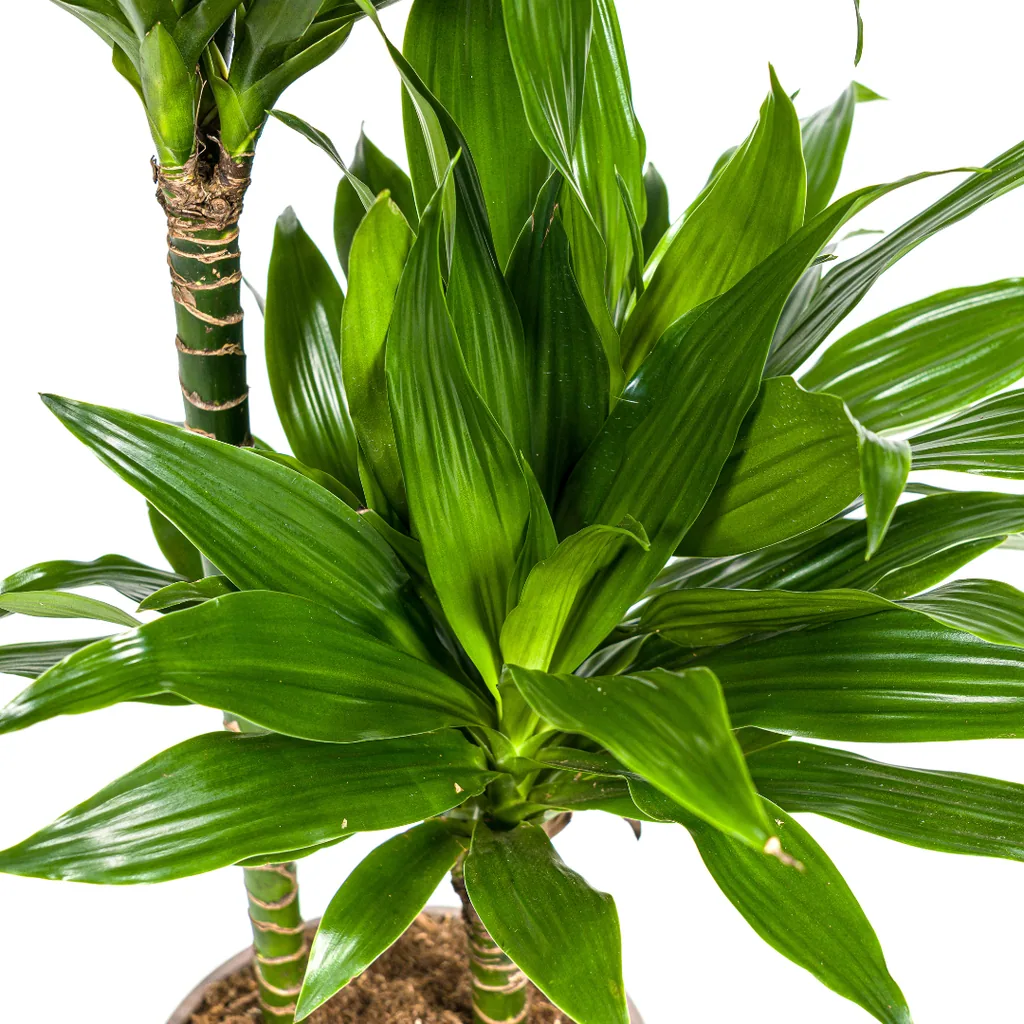 Drachenbaum 'Green Jewel' (Dracaena deremensis) – pflegeleichte Zimmerpflanze, Topf-Ø 19 cm, Höhe ca. 70–90 cm