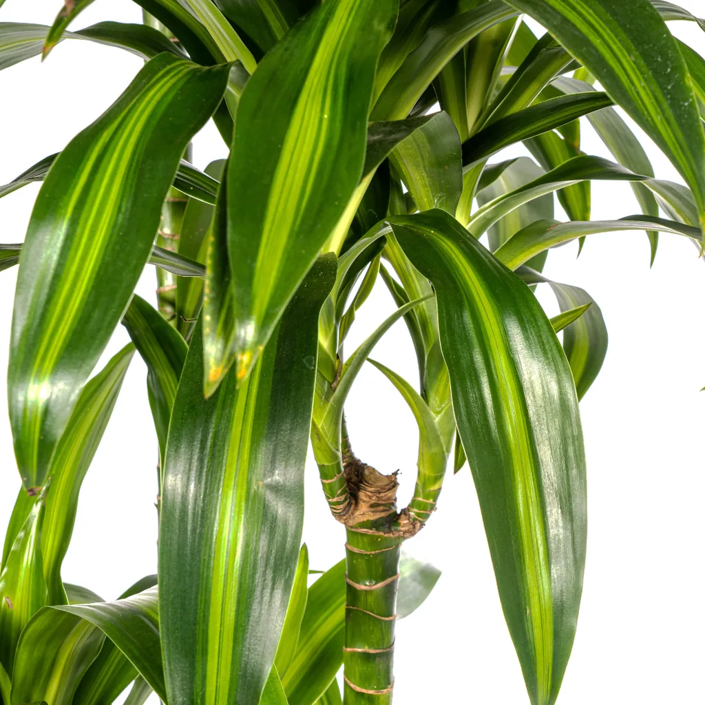 Drachenbaum 'Hawaiian Sunshine' (Dracaena deremensis) – pflegeleichte Zimmerpflanze, Topf-Ø 27 cm, Höhe ca. 170–190 cm