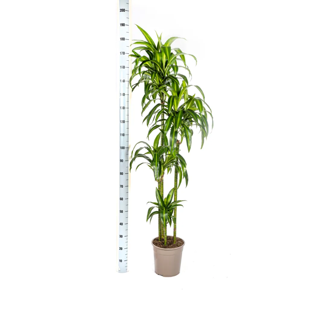 Drachenbaum 'Hawaiian Sunshine' (Dracaena deremensis) – pflegeleichte Zimmerpflanze, Topf-Ø 27 cm, Höhe ca. 170–190 cm