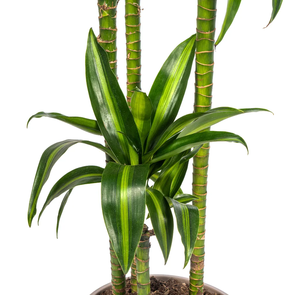Drachenbaum 'Hawaiian Sunshine' (Dracaena deremensis) – pflegeleichte Zimmerpflanze, Topf-Ø 27 cm, Höhe ca. 170–190 cm
