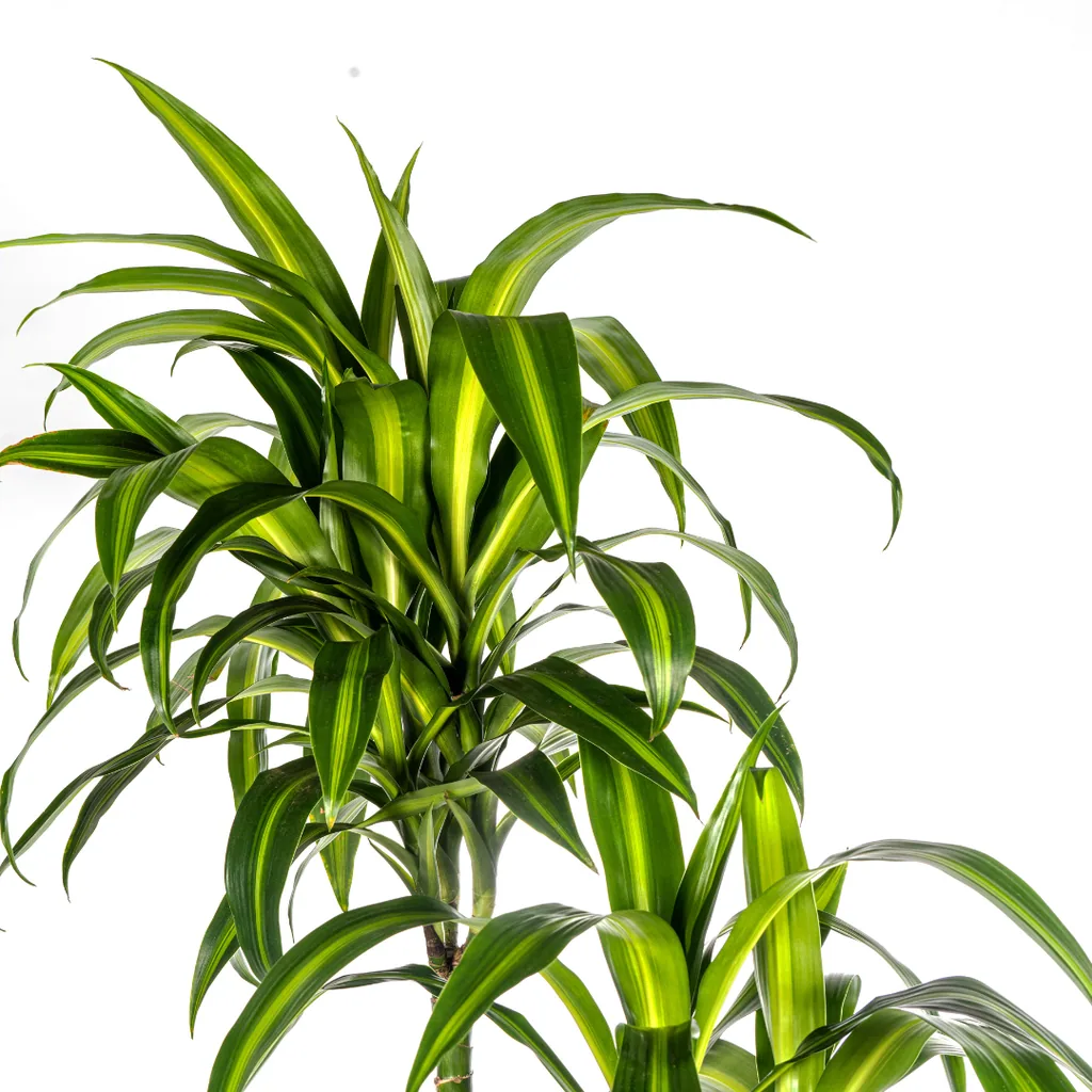 Drachenbaum 'Hawaiian Sunshine' (Dracaena deremensis) – pflegeleichte Zimmerpflanze, Topf-Ø 27 cm, Höhe ca. 170–190 cm