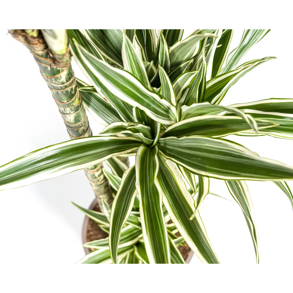 Drachenbaum 'White Stripe' (Dracaena deremensis) – pflegeleichte Zimmerpflanze, Topf-Ø 27 cm, Höhe ca. 170–190 cm