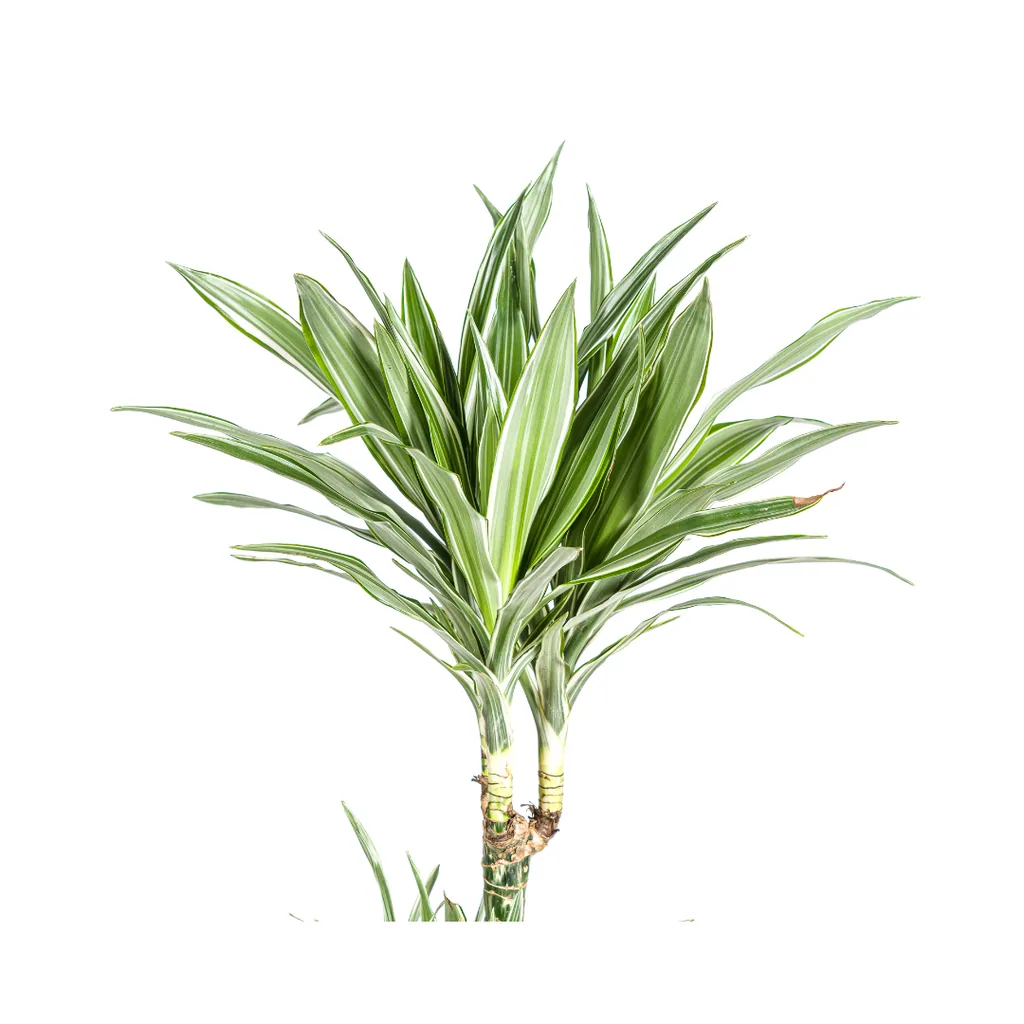 Drachenbaum 'White Stripe' (Dracaena deremensis) – pflegeleichte Zimmerpflanze, Topf-Ø 27 cm, Höhe ca. 170–190 cm