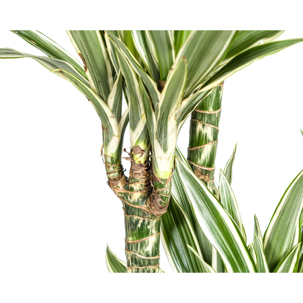 Drachenbaum 'White Stripe' (Dracaena deremensis) – pflegeleichte Zimmerpflanze, Topf-Ø 27 cm, Höhe ca. 170–190 cm