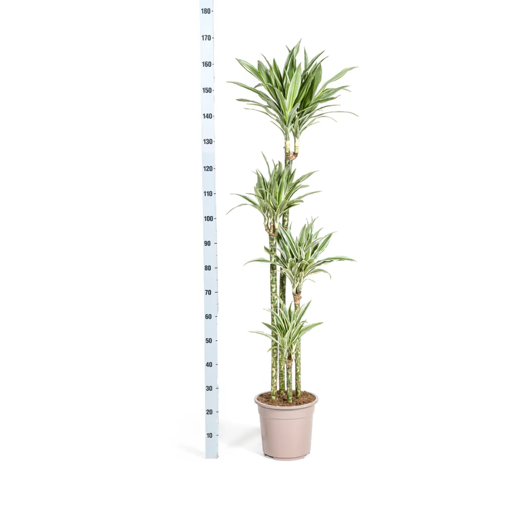 Drachenbaum 'White Stripe' (Dracaena deremensis) – pflegeleichte Zimmerpflanze, Topf-Ø 27 cm, Höhe ca. 170–190 cm