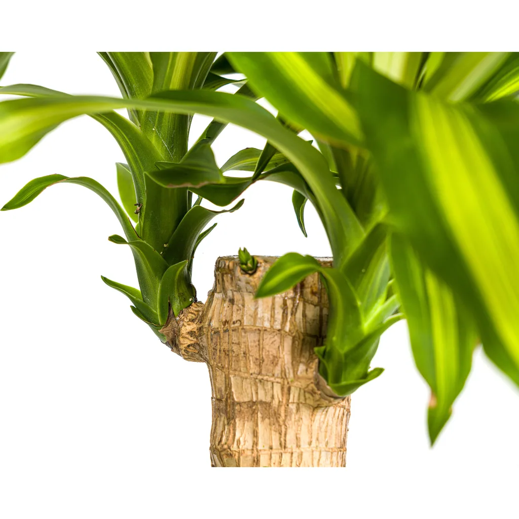 Drachenbaum 'Massangeana' (Dracaena fragrans) – pflegeleichte Zimmerpflanze, Topf-Ø 21 cm, Höhe ca. 90–110 cm