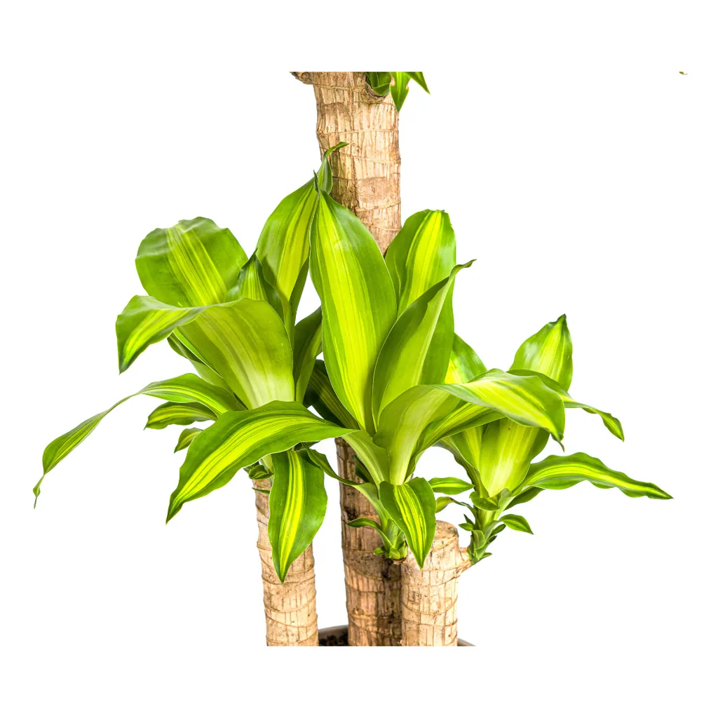 Drachenbaum 'Massangeana' (Dracaena fragrans) – pflegeleichte Zimmerpflanze, Topf-Ø 21 cm, Höhe ca. 90–110 cm