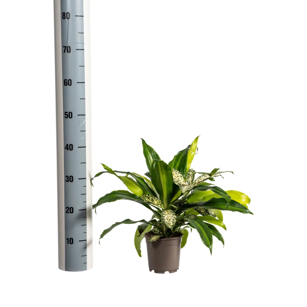 Grünpflanzen-Kombination im Topf – 4 Zimmerpflanzen, Topf-Ø 17 cm, Höhe ca. 55–65 cm