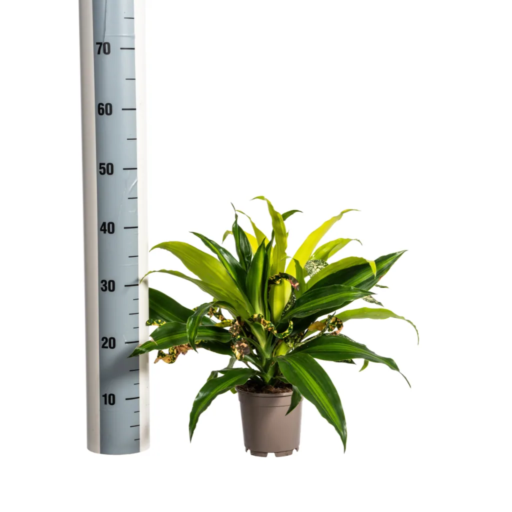 Grünpflanzen-Kombination im Topf – 4 Zimmerpflanzen, Topf-Ø 17 cm, Höhe ca. 55–65 cm