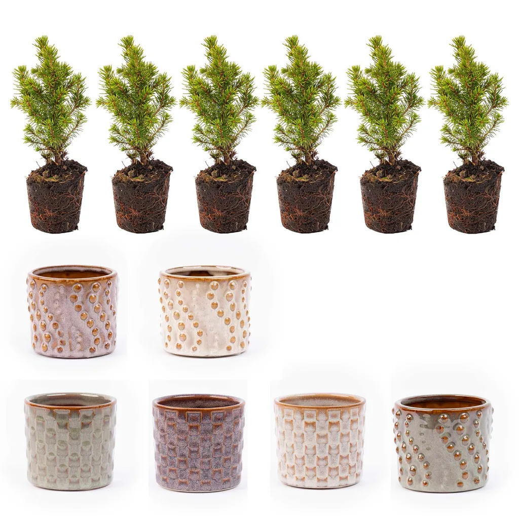 Mini-Weihnachtsbaum Set 6 - Inklusive Topf Set Madrid - Drahtbeleuchtung mit 20 LED-Lämpchen