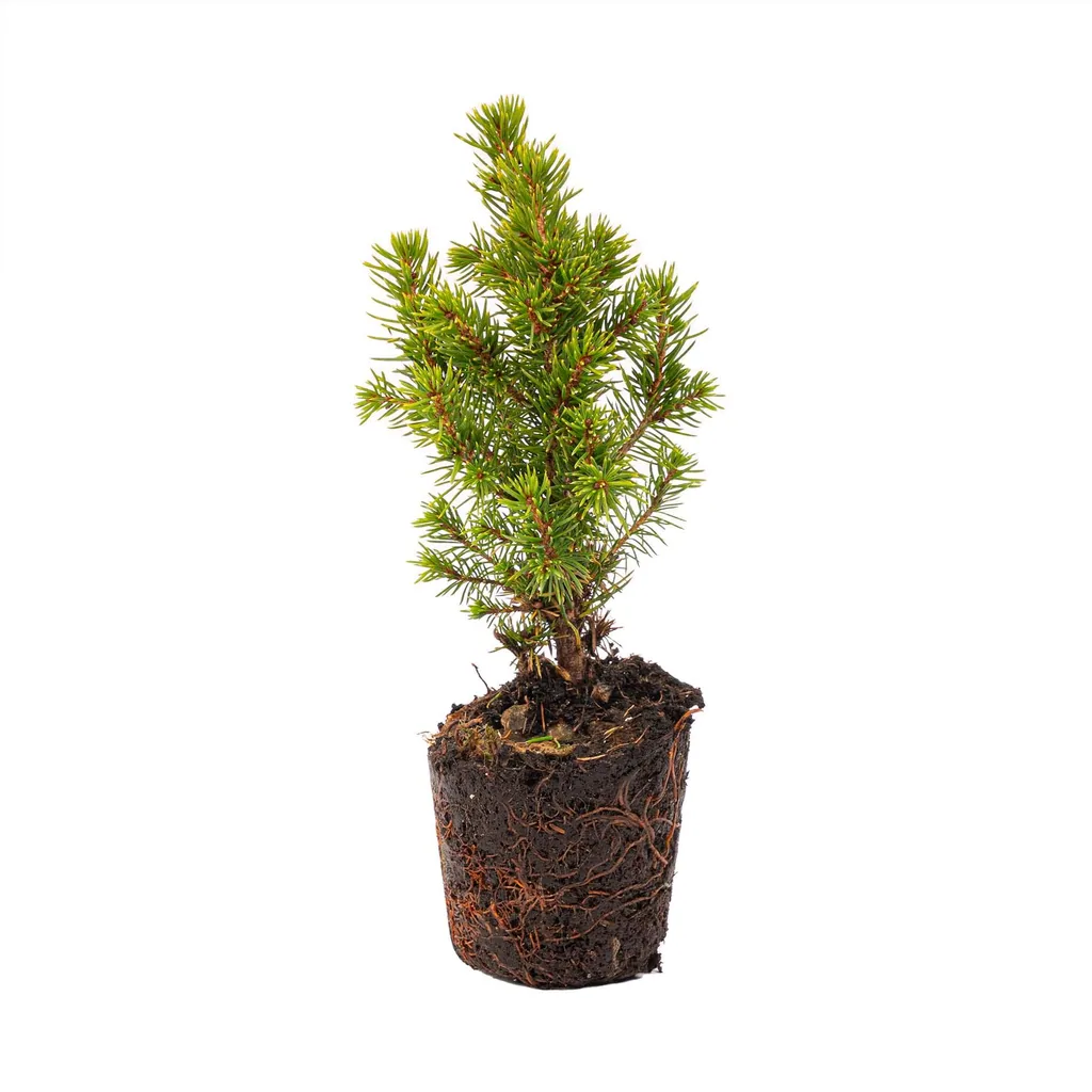 Mini-Weihnachtsbaum Set 6 - Inklusive Topf Set Madrid - Drahtbeleuchtung mit 20 LED-Lämpchen
