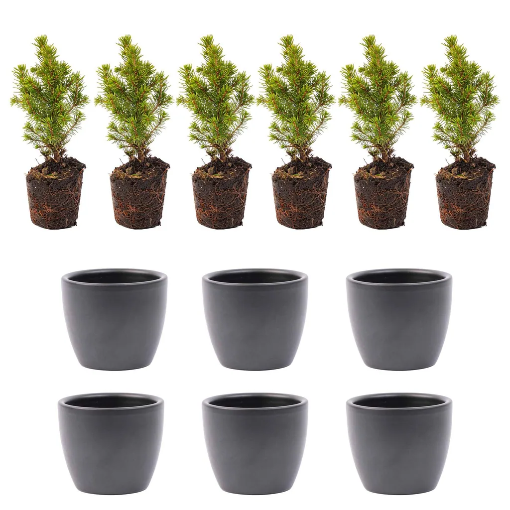Mini-Weihnachtsbaum Set 6 - inklusive Boule Anthrazit Topf