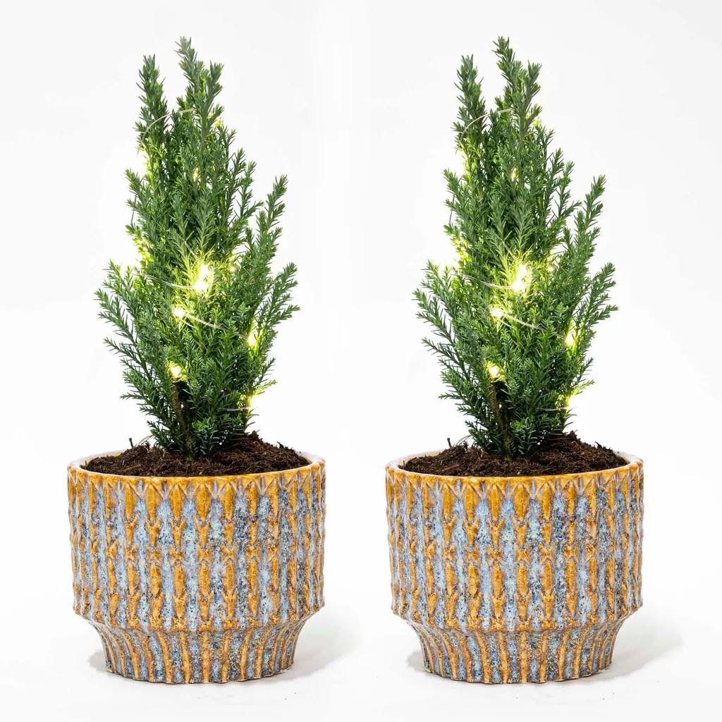 Set von 2 - Weihnachtsbaum 'Ellwoodii' + Topf Echo + 20 LED Lampen - 25 - 30 cm hoch