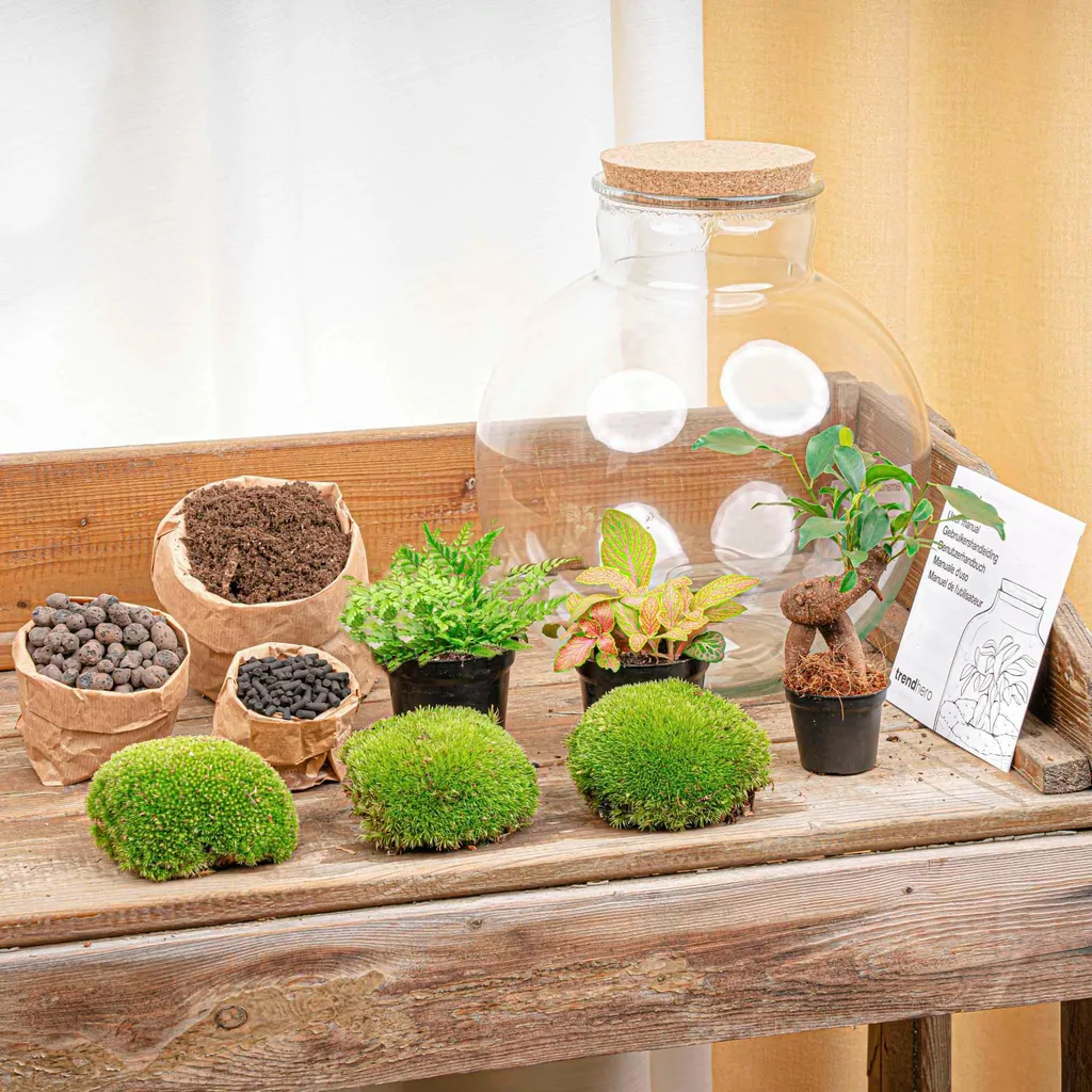 DIY Pflanzen-Terrarium mit Licht - Bolder Bob Bonsai - Ø 31 cm Höhe ca. 30 cm