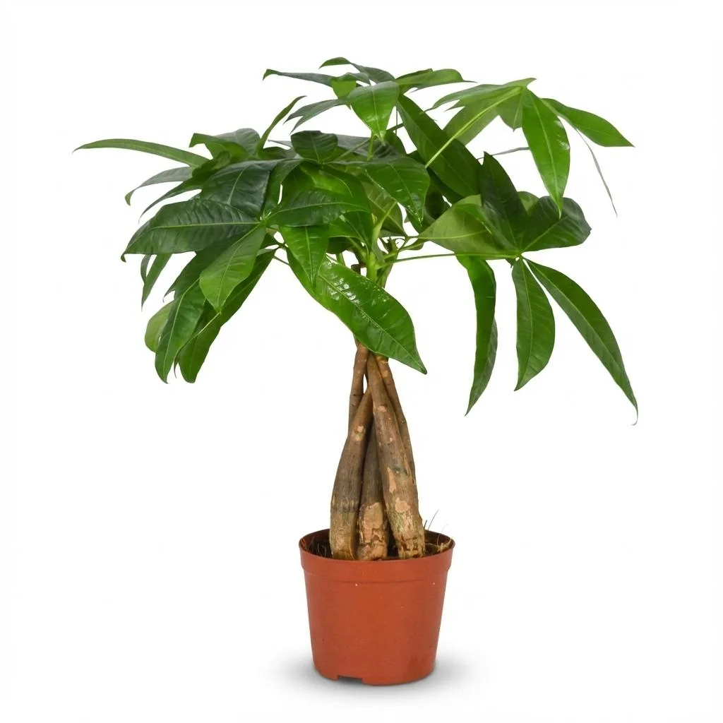 Glückskastanie (Pachira aquatica) – pflegeleichte Zimmerpflanze, Topf-Ø 12 cm, Höhe ca. 50 cm