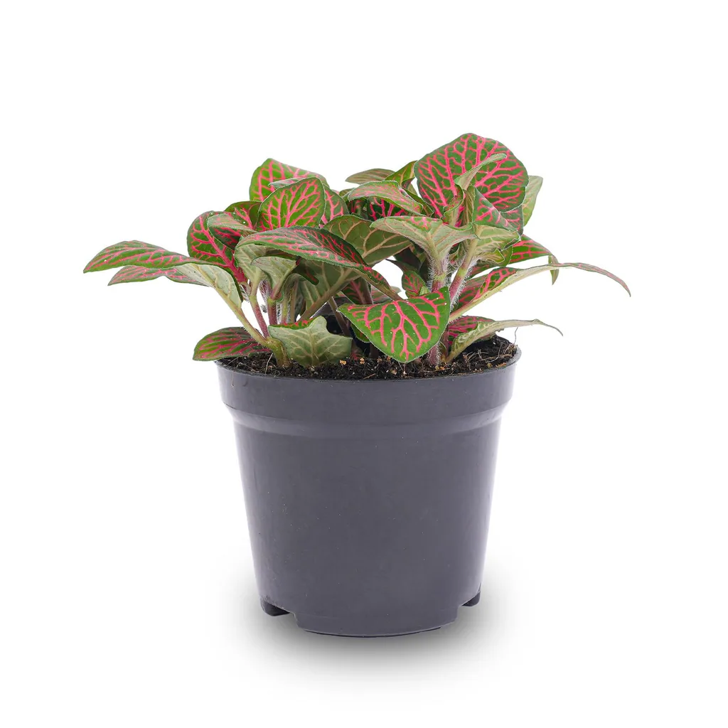 Mosaikpflanze (Fittonia verschaffeltii) – pflegeleichte Zimmerpflanze
