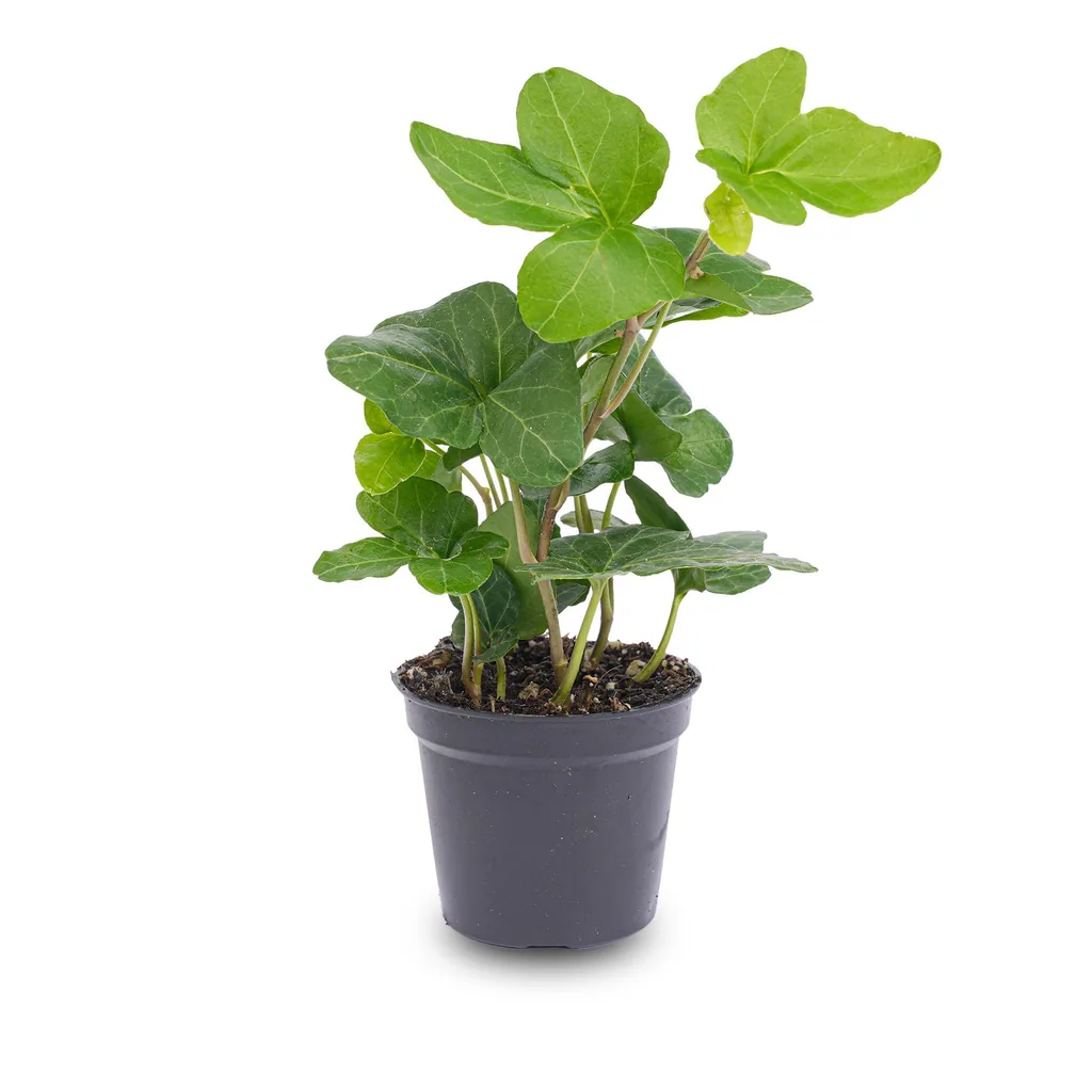 Efeu (Hedera helix) – pflegeleichte Zimmerpflanze, Topf-Ø 6 cm, Höhe ca. 6 cm