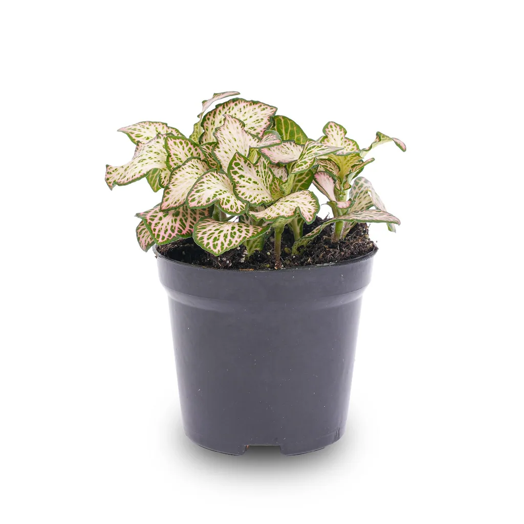 Mosaikpflanze (Fittonia albivenis) – pflegeleichte Zimmerpflanze