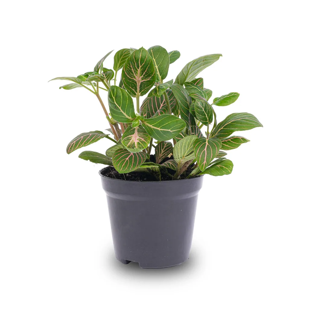 Mosaikpflanze (Fittonia verschaffeltii) – pflegeleichte Zimmerpflanze