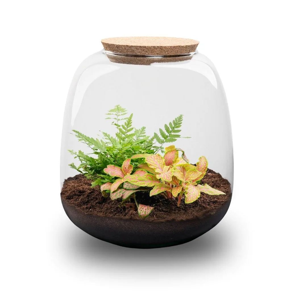 Pflanzen Terrarium - Emma Mini - DIY kit - Höhe ca. 20 cm - Ø 19 cm - Fittona Ruby Lime