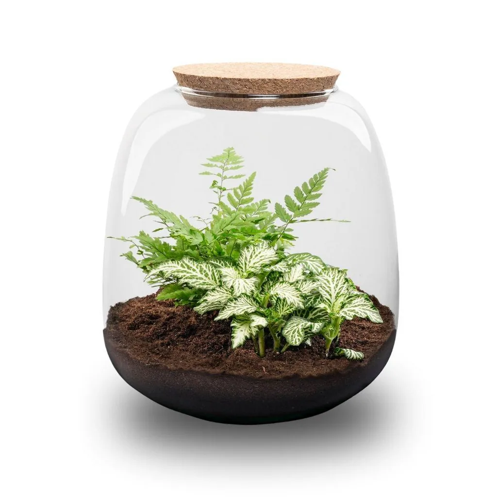 Pflanzen Terrarium - Emma Mini - DIY Set - Höhe ca. 20 cm - Ø 19 cm - Fittonia White Tiger