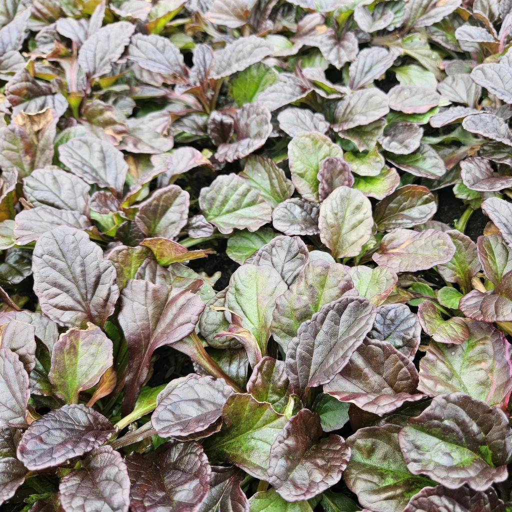 Kriechender Günsel 6er-Set (Ajuga reptans) – winterharte Bodendecker-Staude, Topf-Ø 9 cm, Höhe ca. 25 cm