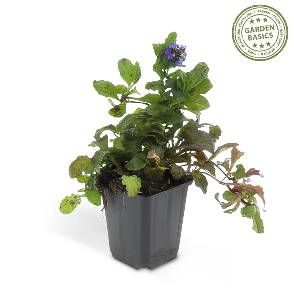Kriechender Günsel 12er-Set (Ajuga reptans) – winterharte Bodendecker-Staude, Topf-Ø 9 cm, Höhe ca. 25 cm
