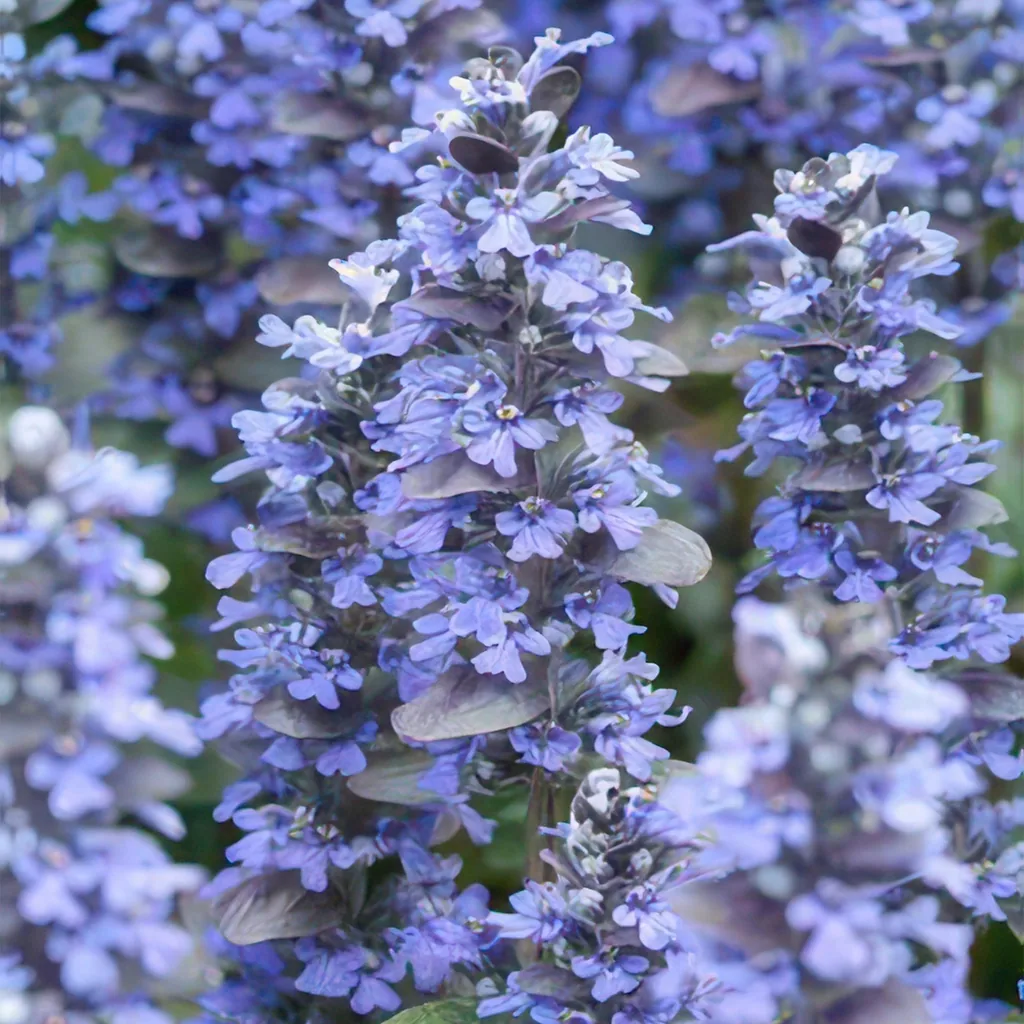Kriechender Günsel 12er-Set (Ajuga reptans) – winterharte Bodendecker-Staude, Topf-Ø 9 cm, Höhe ca. 25 cm