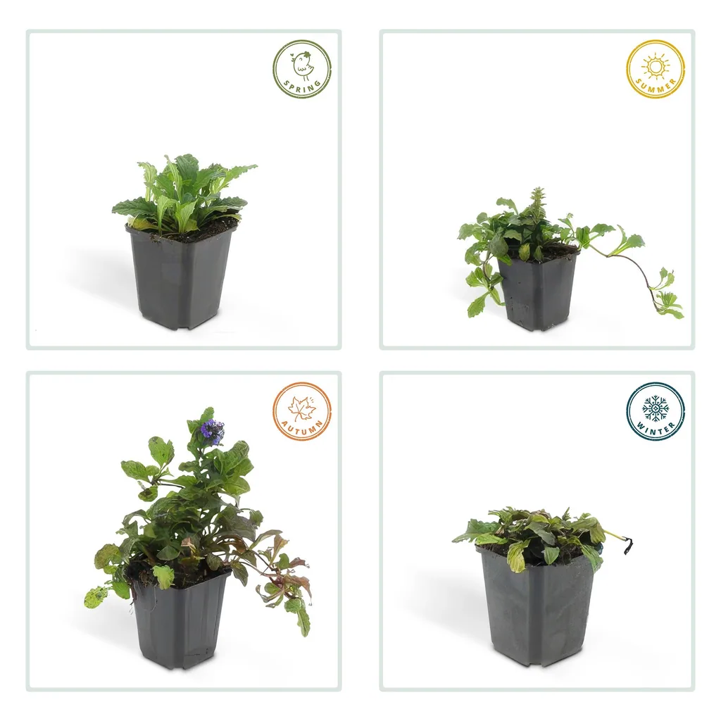 Kriechender Günsel 12er-Set (Ajuga reptans) – winterharte Bodendecker-Staude, Topf-Ø 9 cm, Höhe ca. 25 cm