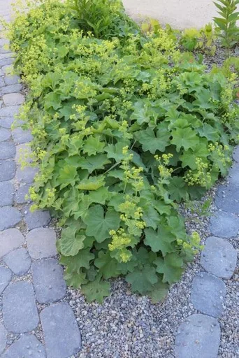 Weicher Frauenmantel 12er-Set (Alchemilla mollis) – winterharte Staude, Topf-Ø 9 cm, Höhe ca. 25 cm
