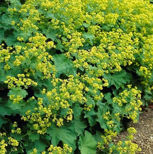 Weicher Frauenmantel 12er-Set (Alchemilla mollis) – winterharte Staude, Topf-Ø 9 cm, Höhe ca. 25 cm