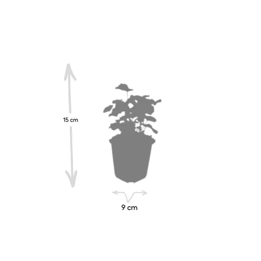 Weicher Frauenmantel 12er-Set (Alchemilla mollis) – winterharte Staude, Topf-Ø 9 cm, Höhe ca. 25 cm