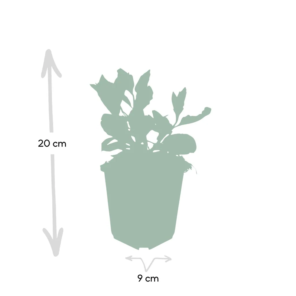 Wildaster 'Asran' 6er-Set (Aster ageratoides) – winterharte Staude, Topf-Ø 9 cm, Höhe ca. 25 cm