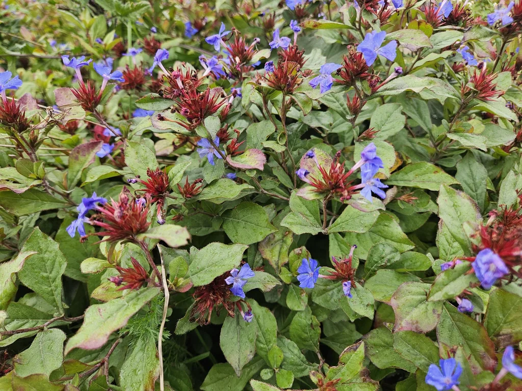 Bleiwurz 12er-Set (Ceratostigma plumbaginoides) – winterharte Staude, Topf-Ø 9 cm, Höhe ca. 25 cm