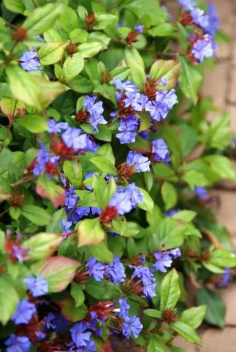 Bleiwurz 12er-Set (Ceratostigma plumbaginoides) – winterharte Staude, Topf-Ø 9 cm, Höhe ca. 25 cm